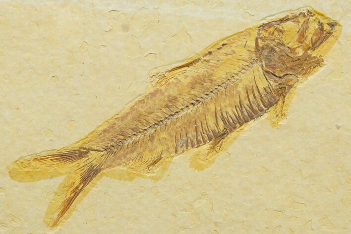 Detailed Fossil Fish (Knightia) - Wyoming #363878